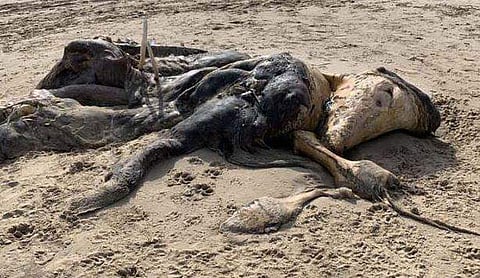 15 അടി നീളമുളള അജ്ഞാത ജീവി തീരത്തടിഞ്ഞു, എല്ലുകള്‍ക്ക് അസാമാന്യമായ വലിപ്പം, നാല് കൈകാലുകള്‍; ദുരൂഹത (ചിത്രങ്ങള്‍)