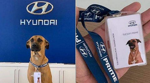 'കാറ് വില്‍ക്കാന്‍ നായ'- ഹ്യുണ്ടായിയുടെ സെയില്‍സ് ഡോഗ് വൈറല്‍