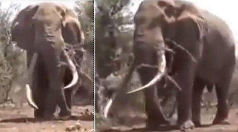 ആനകളിലെ രാജാവിനെ കണ്ടെത്തി! ഭീമാകാരന്‍; ഭാരം 8000 കിലോയിലധികം (വീഡിയോ)