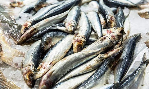 തീന്‍മേശയിലെ പ്രിയവിഭവം കിട്ടാക്കനിയാകും ?; മത്തിയുടെ ക്ഷാമം തുടരുമെന്ന് ശാസ്ത്രജ്ഞര്‍ 