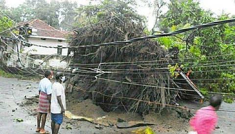 കനത്തമഴയില്‍ നൂറ്റാണ്ടുകള്‍ പഴക്കമുളള മരമുത്തശ്ശി  കടപുഴകി വീണു; വീഴ്ചയിലും ആര്‍ക്കും നാശം വിതയ്ക്കാതെ 'ഓര്‍മ്മയായി'