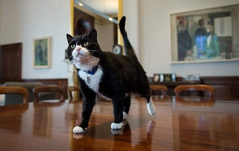 നാലര വര്‍ഷത്തെ 'എലിപിടുത്ത'ത്തിന് വിരാമം; വിദേശകാര്യ വകുപ്പിനോട് ഗുഡ്‌ബൈ.., 'ചീഫ് ക്യാറ്റ്' ലോര്‍ഡ് പാമെര്‍‌സ്റ്റോണ്‍ വിശ്രമജീവിതത്തിലേക്ക്