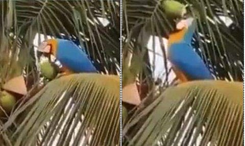 'നോക്കു, തത്തമ്മ വരെ സ്വയം പര്യാപ്തത നേടി'- തെങ്ങില്‍ നിന്ന് കരിക്ക് കൊത്തി സ്വയം കുടിക്കുന്ന മക്കാവു (വീഡിയോ)