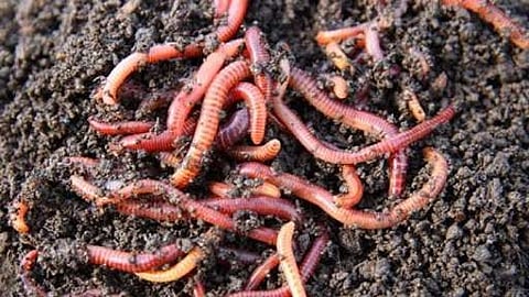 ചൂട് കനത്തു, ആശങ്ക ഉയര്‍ത്തി വീണ്ടും മണ്ണിരകള്‍ കൂട്ടത്തോടെ ചത്തൊടുങ്ങുന്നു