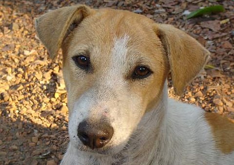 പ്രതീകാത്മക ചിത്രം