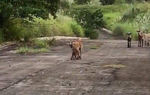 കുഴിയില്‍ വീണ ആട്ടിന്‍ കുട്ടിയെ അമ്മയ്ക്കരികിലെത്തിച്ചു; കണ്ണു നിറയുന്ന കൂടിച്ചേരല്‍-വിഡിയോ 