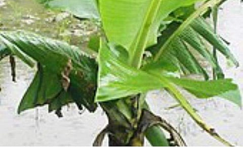 ചോര വീഴ്ത്തിയ കുഴിയിൽ വാഴ നട്ടു യുവാക്കൾ; വേറിട്ട പ്രതിഷേധം