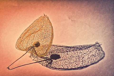 'ചാരം'- എം.ആര്‍. രേണുകുമാര്‍ എഴുതിയ കവിത