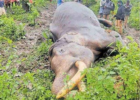 ചരിഞ്ഞ കാട്ടുകൊമ്പൻ