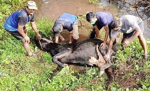 'ആ വിളി ദൈവത്തിന്റേത്'- മരണക്കയത്തിലേക്ക് ആണ്ടു പോയ മിണ്ടാപ്രാണിക്ക് പുതുജീവൻ; ഒരു കുടുംബത്തിന്റെ വരുമാന മാർ​ഗ​ത്തിനും