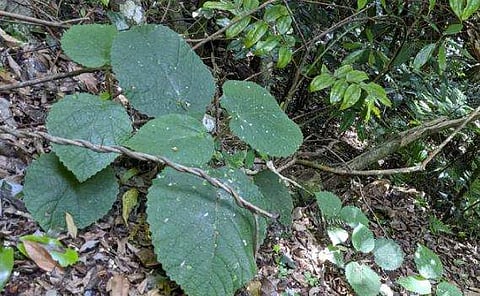 'ചൊറിയണം ഒന്നുമല്ല', തൊടുമ്പോള്‍ തേള്‍ കടിച്ച പോലെ, അപൂര്‍വ്വയിനം മരം കണ്ടെത്തി; ആഴ്ചകളോളം വേദന