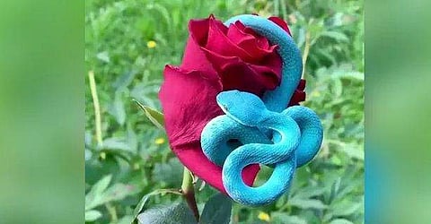 'ചന്തം കണ്ടാല്‍ പാവമാണ് എന്ന് തോന്നാം'; അപകടകാരിയായ നീല നിറത്തിലുളള അണലി (വീഡിയോ)