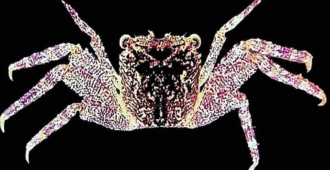 കേരളത്തിലെ കണ്ടല്‍ക്കാടുകളില്‍ പുതിയ ഇനം ഞണ്ട്, പേര് ലെപ്റ്റാര്‍മ ബിജു 