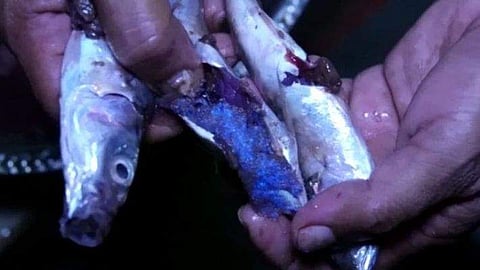 പാകം ചെയ്യാൻ മുറിച്ച മീനിന്റെ വയറ്റിൽ അപൂർവ വസ്തു; ഇരുട്ടിൽ വെട്ടിത്തിളങ്ങും