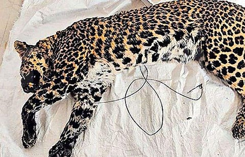 പശുവിനെ കൊന്ന പുലിയെ വീഴ്ത്തി, ഒന്നര വർഷം കാത്തിരുന്ന് പ്രതികാരം, മൂന്നാറിലെ 'പുലിമുരുകൻ' പിടിയിൽ 