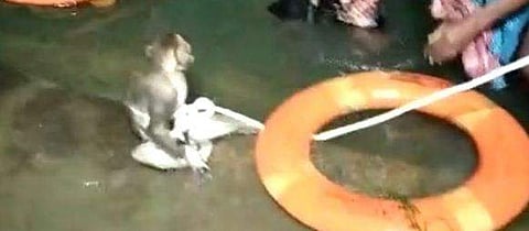 അപ്രതീക്ഷിത പ്രളയം, റിസര്‍വോയറില്‍ കുടുങ്ങി കുട്ടിക്കുരങ്ങന്‍ ; അഗ്നിരക്ഷാസേനയുടെ ഇടപെടലില്‍ പുനര്‍ജന്മം ( വീഡിയോ) 