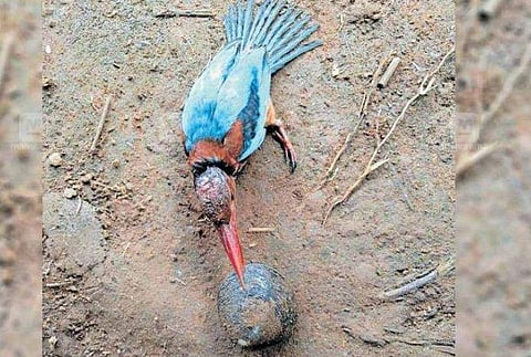 വിശന്നു വലഞ്ഞപ്പോള്‍ കണ്ണില്‍പ്പെട്ടത് കക്ക ; മീനെന്നു കരുതി കൊത്തി ; പൊന്മാന്‍ പെട്ടത് 'ഊരാക്കുടുക്കില്‍'