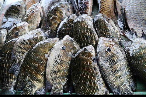 വാങ്ങിയത് നാല് കിലോ കരിമീന്‍; വീട്ടിലെത്തിയപ്പോള്‍ 2 കിലോ 'ഐസ്' ആയി; കലക്ടര്‍ക്ക് പരാതി നല്‍കി വീട്ടമ്മ