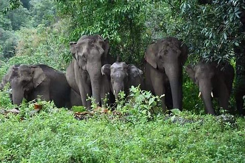 ചിന്നം വിളിച്ച് അക്രമാസക്തരായി കാട്ടാനക്കൂട്ടം ചുറ്റിനും ; മണിക്കൂറുകളോളം കട്ടിലിനടിയില്‍ ഒളിച്ച് കര്‍ഷകന്‍ ; അവിശ്വസനീയമായ രക്ഷപ്പെടല്‍
