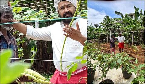 കാവിമുണ്ടുടുത്ത് തലയിൽ കെട്ടുമായി മോഹൻലാൽ കൃഷിയിടത്തിൽ; വീട്ടിലെ തൊടിയിൽ വിളഞ്ഞ് തക്കാളിയും വെണ്ടയ്ക്കയും; ചിത്രങ്ങൾ