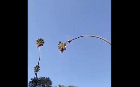 ഇരിക്കുന്ന മരം ഇങ്ങനെയും മുറിക്കാം, അവിശ്വസനീയം (വീഡിയോ)