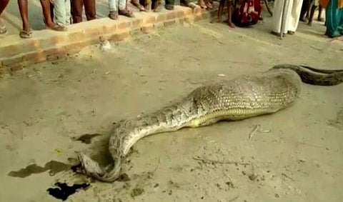 18 അടി നീളമുളള പെരുമ്പാമ്പ് കൃഷ്ണമൃഗത്തെ വിഴുങ്ങി, അമ്പരപ്പ് (വീഡിയോ)