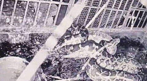 പെരും 'കള്ളന്‍' പാമ്പേ... ഒന്നും രണ്ടും അല്ല, അകത്താക്കിയത് എട്ട് താറാവുകളെ; ഒടുവില്‍ സിസിടിവിയില്‍ കുടുങ്ങി