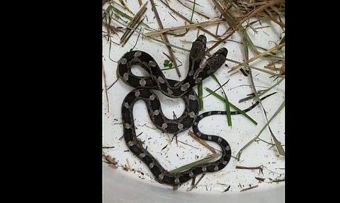മേശയുടെ അടിയില്‍ കറുപ്പ് നിറമുളള ഇരട്ടത്തലയന്‍ പാമ്പ്, അമ്പരപ്പ് (വീഡിയോ)