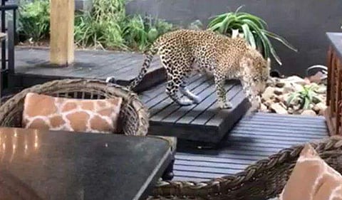 റെസ്റ്റോറന്റില്‍ പുളളിപ്പുലി, പരിഭ്രാന്തിയില്‍ അതിഥികള്‍ (വീഡിയോ)