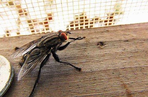 ഭക്ഷണം കഴിക്കുന്നതിനിടെ ശല്യം ചെയ്ത ഈച്ചയെ കൊല്ലാൻ ശ്രമം; വീട് തീപിടിച്ച് നശിച്ചു