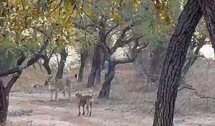 വീഡിയോ ദൃശ്യം