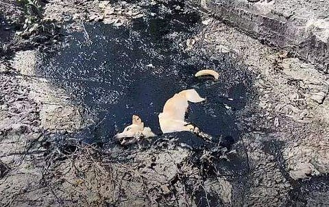 ടാറിൽ പുതഞ്ഞ തെരുവു നായ/ വീഡിയോ ദൃശ്യം