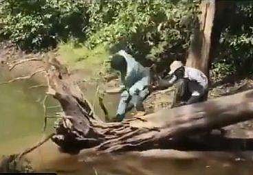 പാമ്പു പിടിത്തക്കാരനെ കൊത്താന്‍ ഒരുങ്ങുന്ന രാജവെമ്പാല