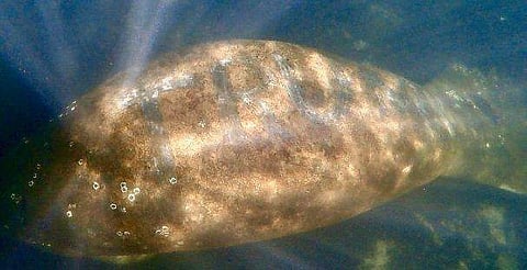 മാനറ്റിയുടെ ശരീരത്തിൽ ട്രംപ് എന്നെഴുതിയ നിലയിൽ/ ട്വിറ്റർ