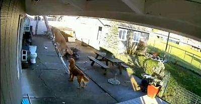 ഏണി കയറുന്ന വളര്‍ത്തുനായ