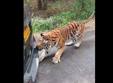 കാറിന്റെ ബമ്പര്‍ കടിച്ചുവലിക്കുന്ന കടുവ