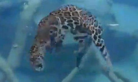 വെള്ളത്തില്‍ ഇര പിടിക്കുന്ന പുള്ളിപ്പുലി