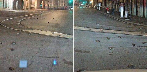 റോഡിൽ ചത്തു വീണ പക്ഷികൾ/ ഫെയ്സ്ബുക്ക്