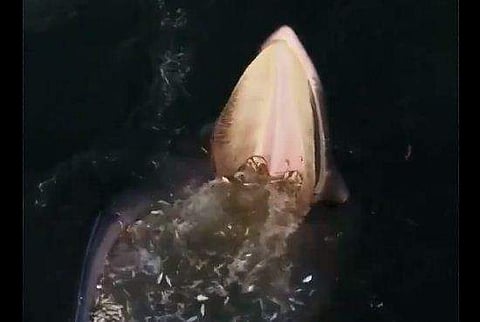 വായ് തുറന്നുവച്ചു ഇര പിടിക്കുന്ന തിമിംഗലം