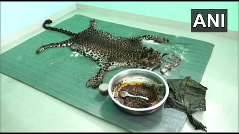 പുലിത്തോലും മാംസം ഉപയോഗിച്ച് പാകം ചെയ്ത ഇറച്ചിക്കറിയും