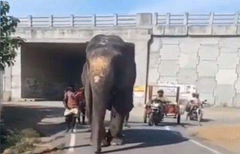 മുന്‍കാലുകള്‍ ചങ്ങല കൊണ്ട് ചേര്‍ത്ത് കെട്ടിയതിനെ തുടര്‍ന്ന് നടക്കാന്‍ കഴിയാത്ത ആന/ ടെലിവിഷന്‍ ചിത്രം