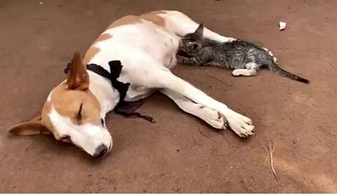 പൂച്ചക്കുട്ടിക്ക് പാലുകൊടുക്കുന്ന നായ വീഡിയോ ദൃശ്യം