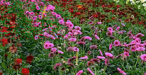 പ്രതീകാത്മക ചിത്രം