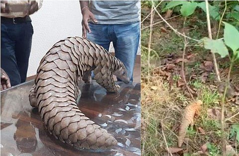 ഫോറസ്റ്റ് സംഘം രക്ഷപെടുത്തിയ ഈനാംപേച്ചി/ ചിത്രം: എഎന്‍ഐ