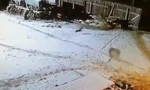 വളര്‍ത്തുനായയെ ചെന്നായ ആക്രമിക്കുന്നു/സിസിടിവി ദൃശ്യം