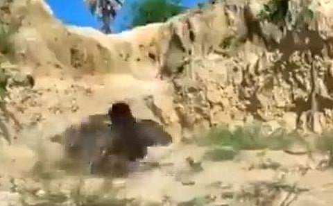 കുഞ്ഞുങ്ങളെ രക്ഷിക്കാന്‍ അമ്മക്കോഴി പരുന്തുമായി പോരാടുന്നു