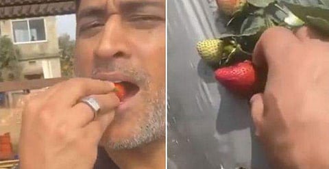 റാഞ്ചിയിലെ ഫാമില്‍ വിളവെടുത്ത സ്‌ട്രോബെറിയുമായി ധോനി/വീഡിയോ ദൃശ്യം