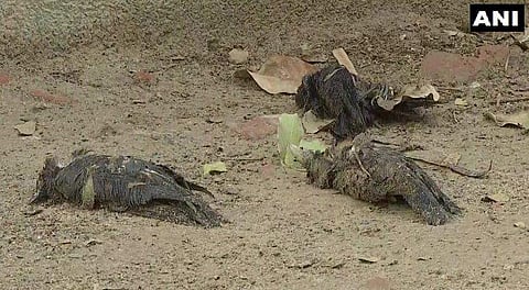 കാക്കകള്‍ ചത്ത നിലയില്‍ / എഎന്‍ഐ ചിത്രം