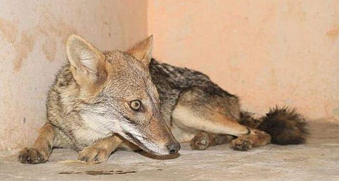 Image Credit: Wildlife SOS