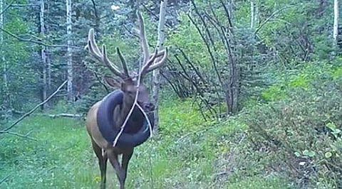 കഴുത്തില്‍ കുരുങ്ങിയ ടയറുമായി മാന്‍